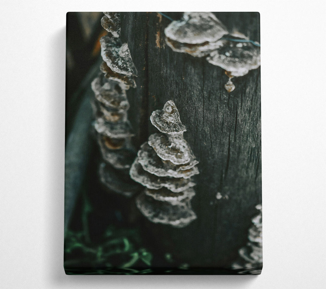  A Canvas Print of Black Bark Fungi Canvas Wall Art