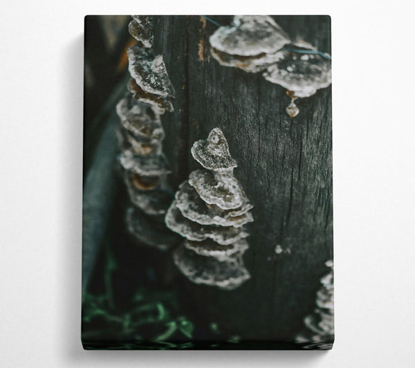  A Canvas Print of Black Bark Fungi Canvas Wall Art
