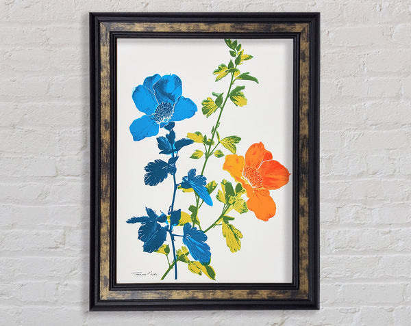 Orange And Blue Flowers Framed Print