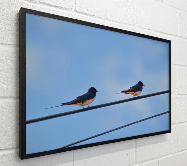 Blue Sky Swallows