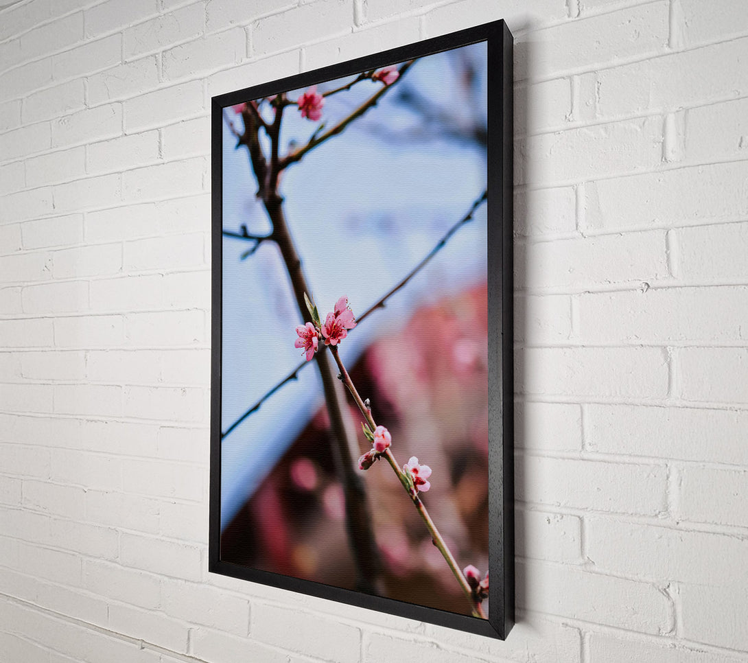  A Canvas Print of Pink Blossoms On Branch Canvas Art