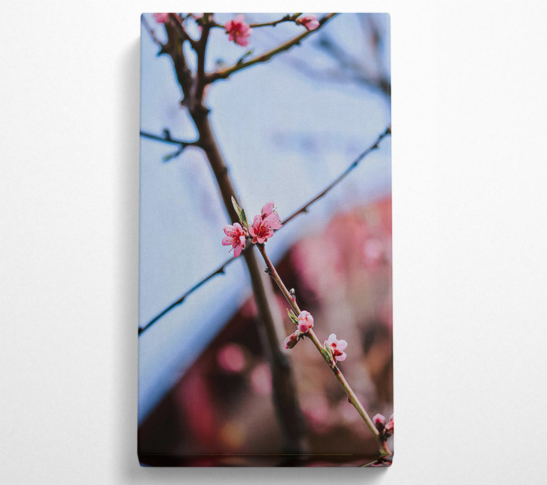  A Canvas Print of Pink Blossoms On Branch Canvas Art