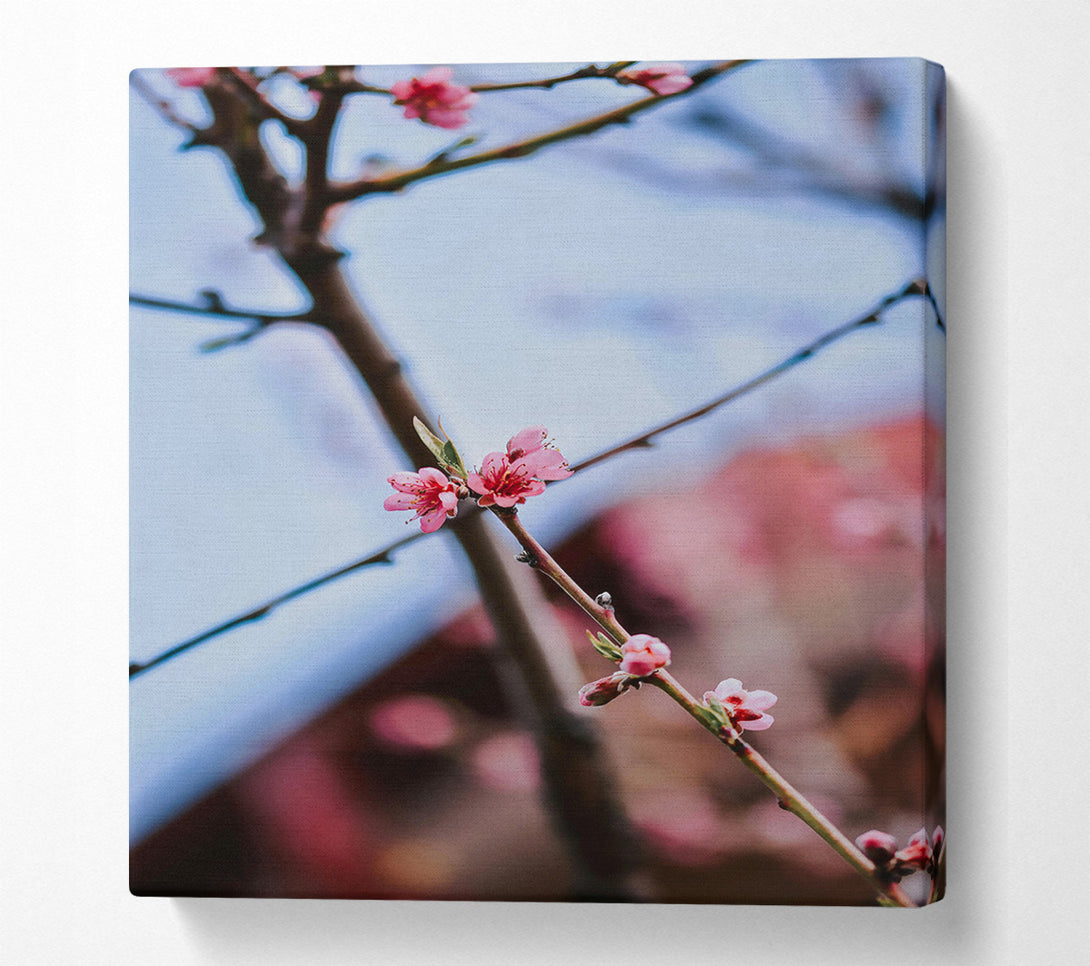  A Canvas Print of Pink Blossoms On Branch Canvas Art