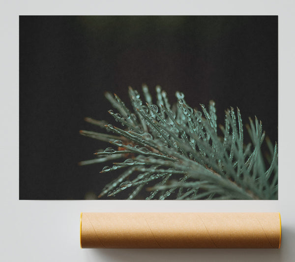 Teal Forest Dewdrops Print
