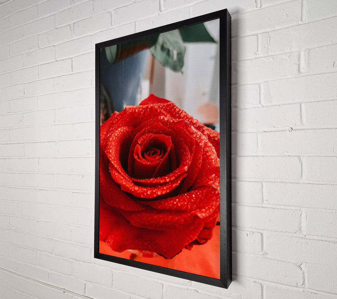  A Canvas Print of Crimson Dewdrop Rose Canvas Print