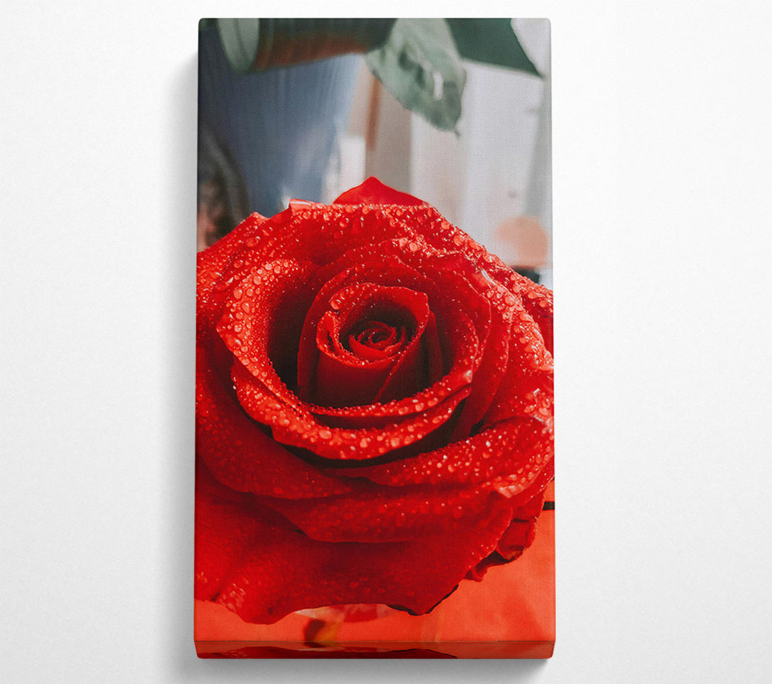 A Canvas Print of Crimson Dewdrop Rose Canvas Print
