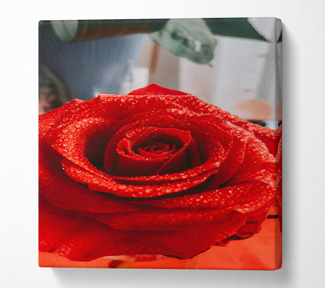  A Canvas Print of Crimson Dewdrop Rose Canvas Print