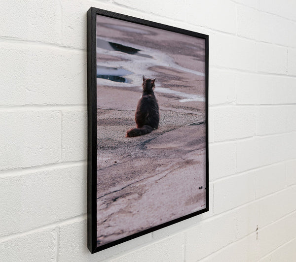 Grey Cat And Puddle