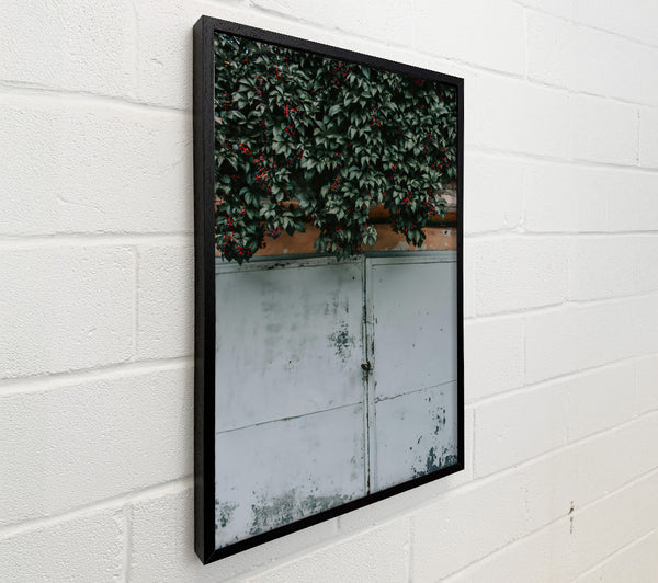 Green Vine And White Door