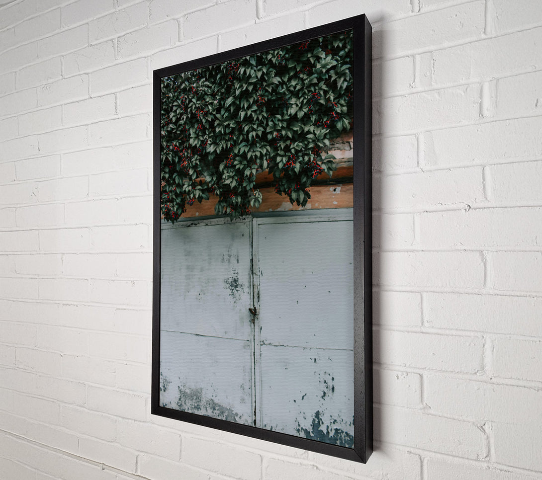  A Canvas Print of Green Vine And White Door Canvas Wall Art
