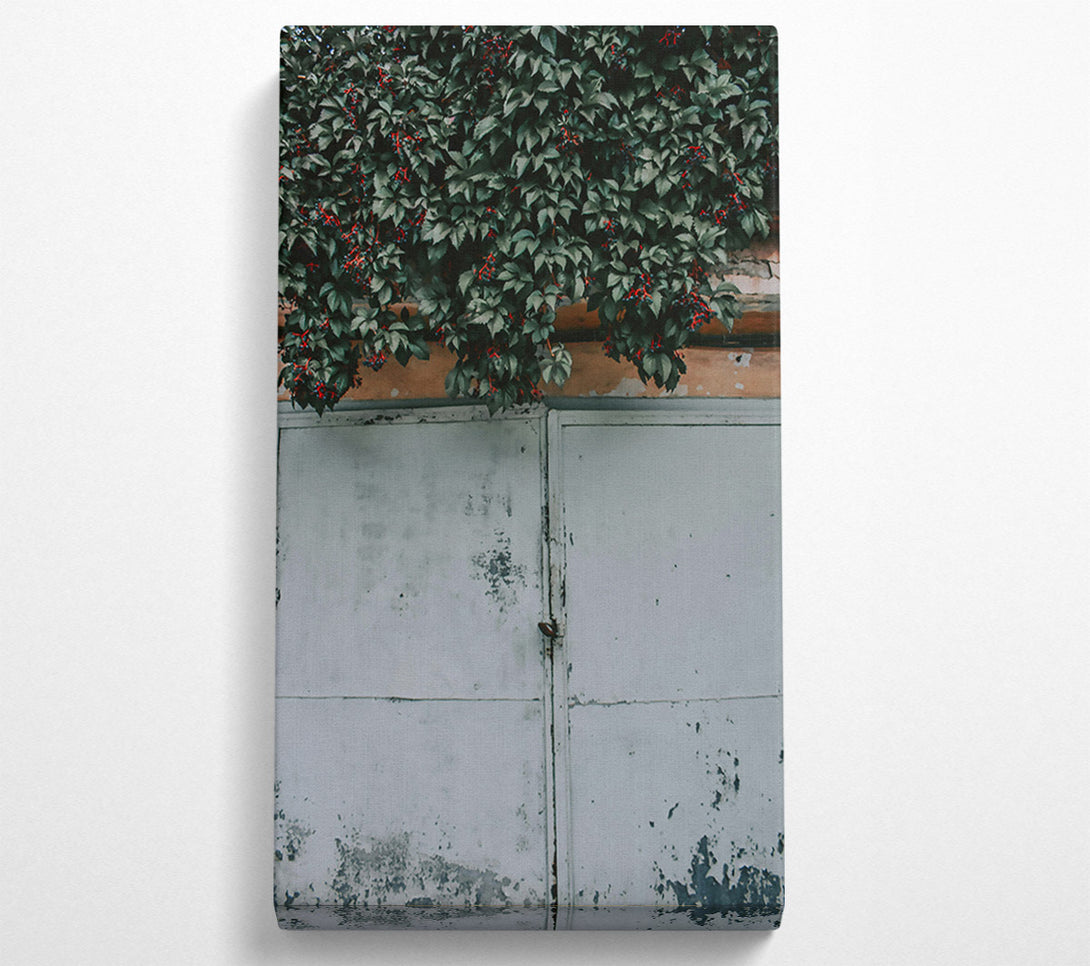  A Canvas Print of Green Vine And White Door Canvas Wall Art