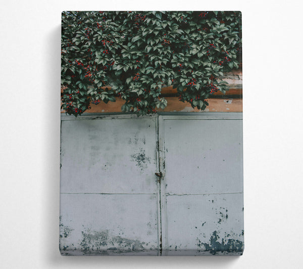  A Canvas Print of Green Vine And White Door Canvas Wall Art