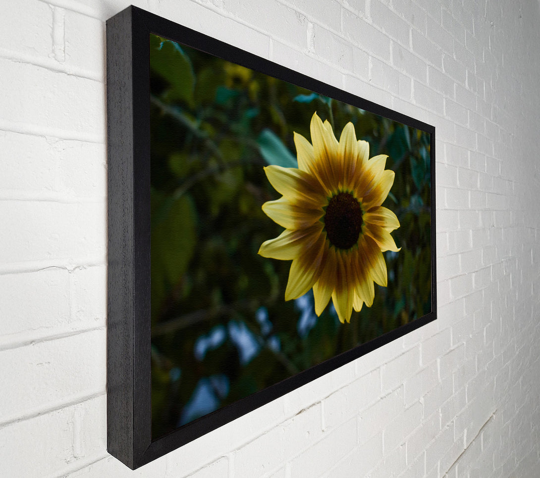  A Canvas Print of Golden Sunbeam Bloom Canvas Print