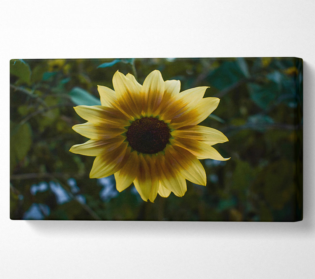  A Canvas Print of Golden Sunbeam Bloom Canvas Print