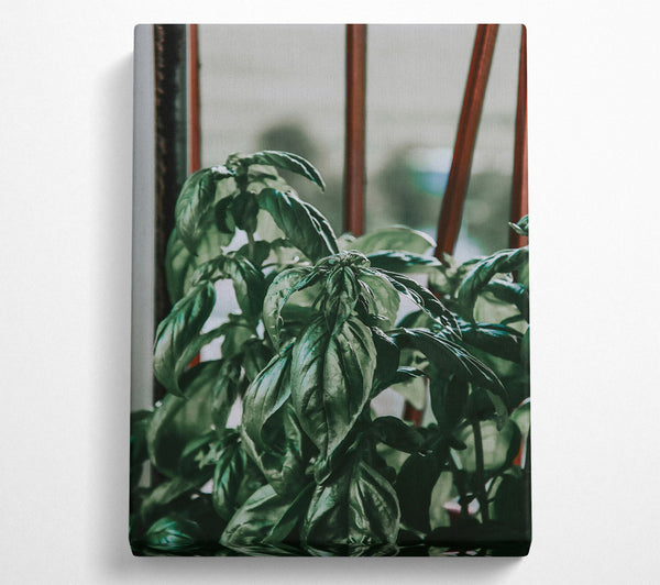  A Canvas Print of Emerald Green Basil Canvas Art
