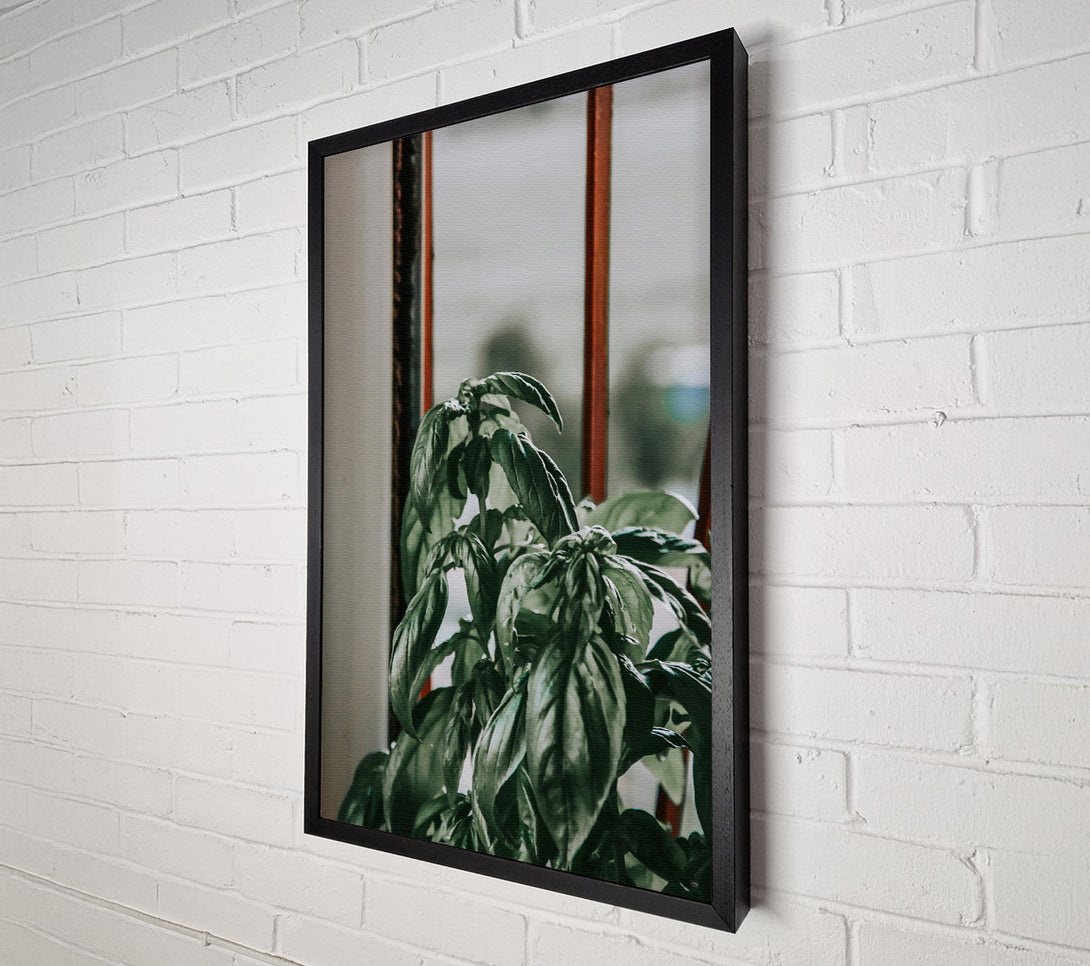  A Canvas Print of Emerald Windowsill Basil Canvas Print