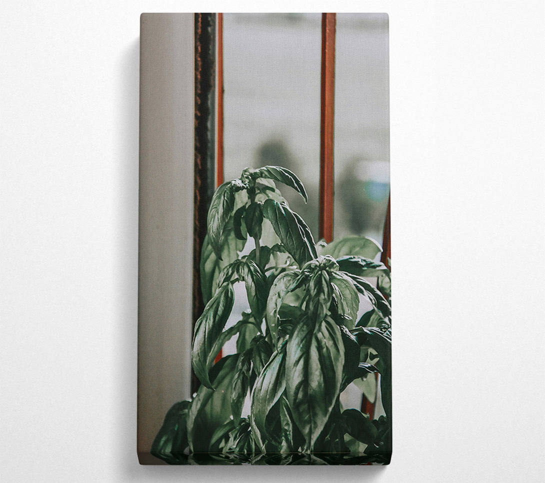  A Canvas Print of Emerald Windowsill Basil Canvas Print