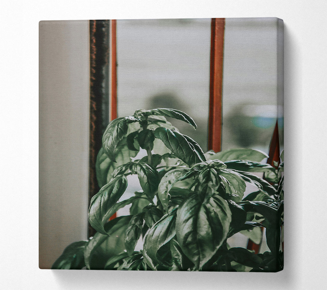  A Canvas Print of Emerald Windowsill Basil Canvas Print