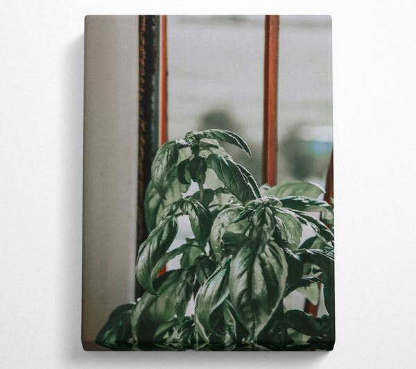  A Canvas Print of Emerald Windowsill Basil Canvas Print
