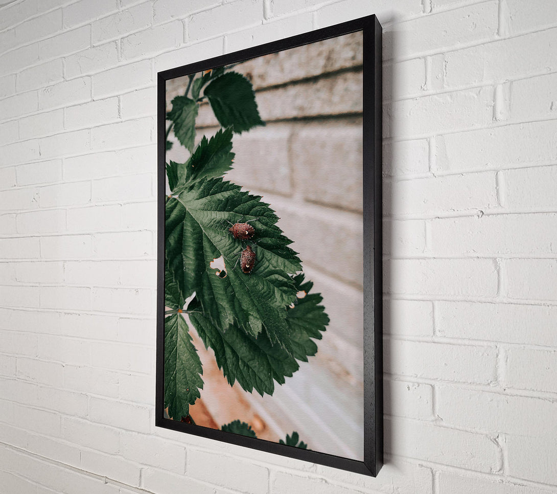  A Canvas Print of Brown Bugs On Green Leaf Canvas Print