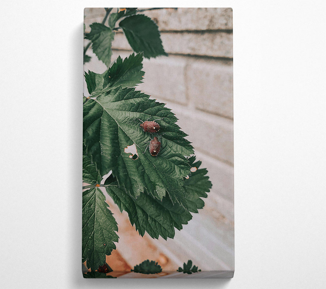  A Canvas Print of Brown Bugs On Green Leaf Canvas Print