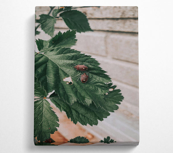  A Canvas Print of Brown Bugs On Green Leaf Canvas Print