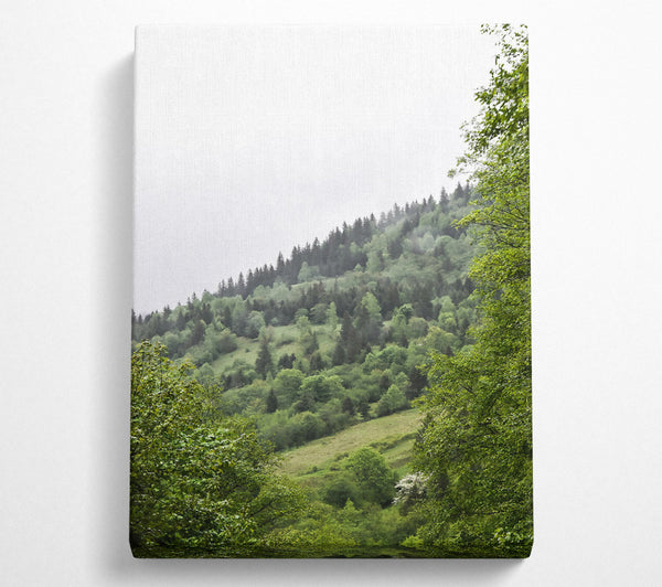  A Canvas Print of Emerald Forest Mist Canvas Wall Art
