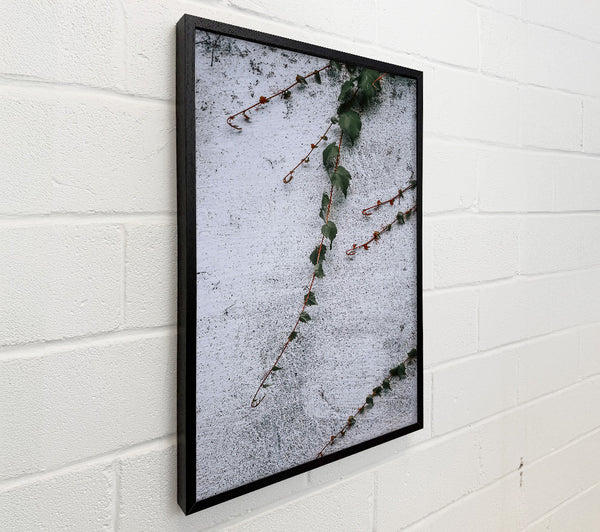 White Wall Vines