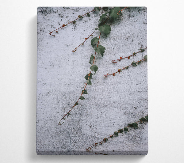  A Canvas Print of White Wall Vines Canvas Print