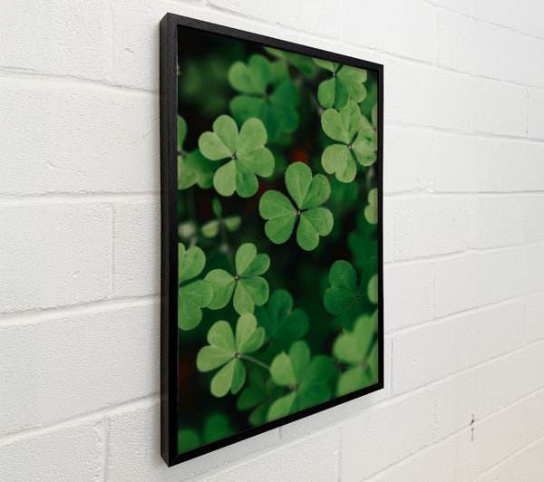 Emerald Clover Field