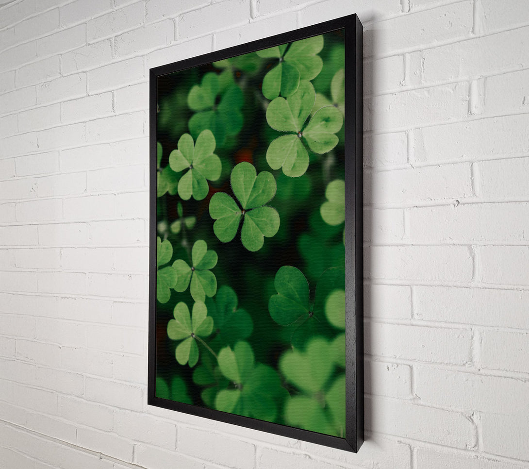  A Canvas Print of Emerald Clover Field Canvas Print