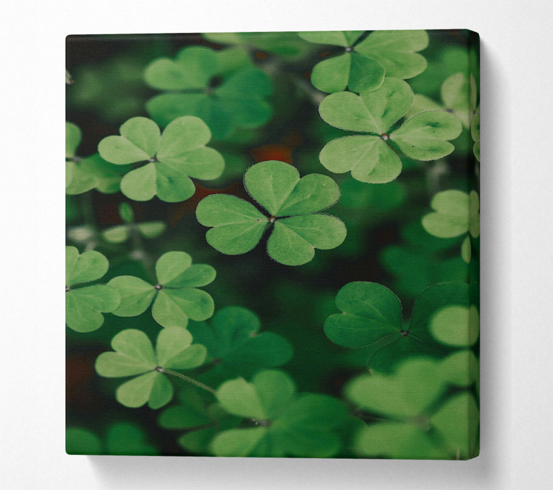  A Canvas Print of Emerald Clover Field Canvas Print