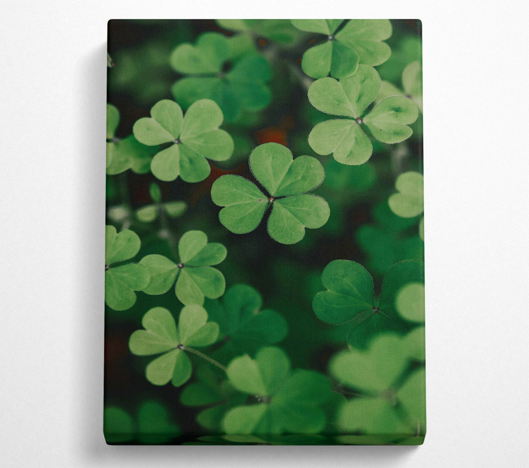  A Canvas Print of Emerald Clover Field Canvas Print