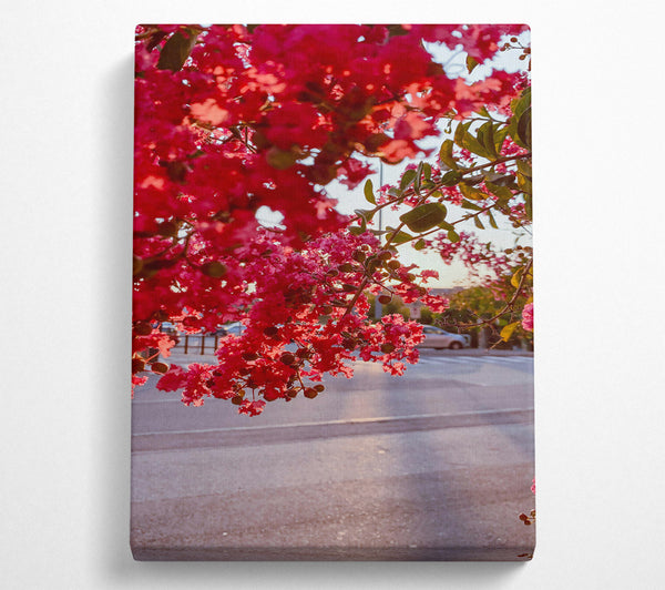  A Canvas Print of Pink Blossoms In Bloom Canvas Wall Art