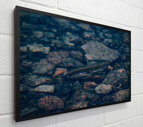 Blue River Fish