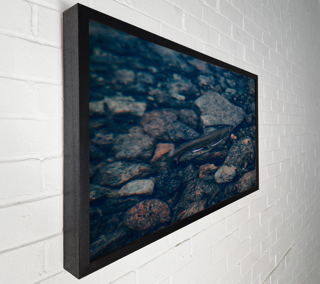  A Canvas Print of Blue River Fish Canvas Art