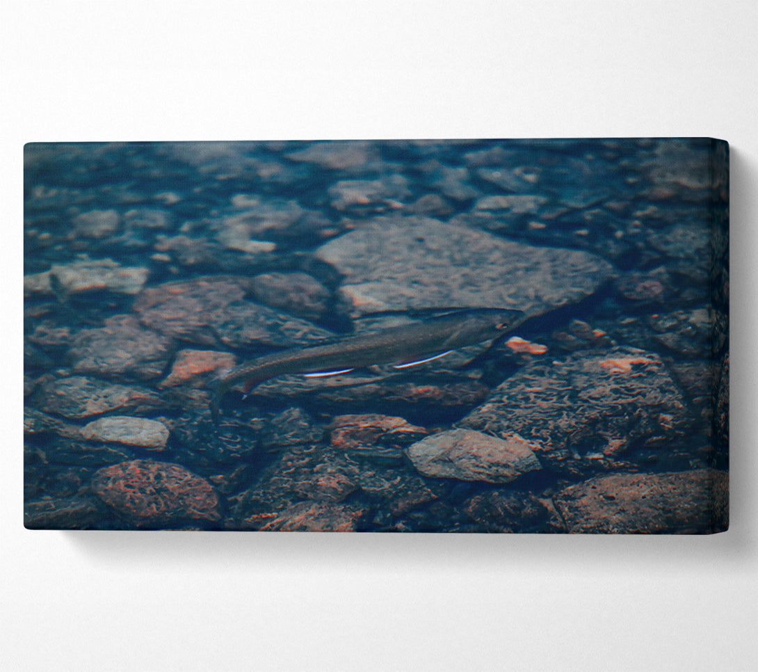  A Canvas Print of Blue River Fish Canvas Art
