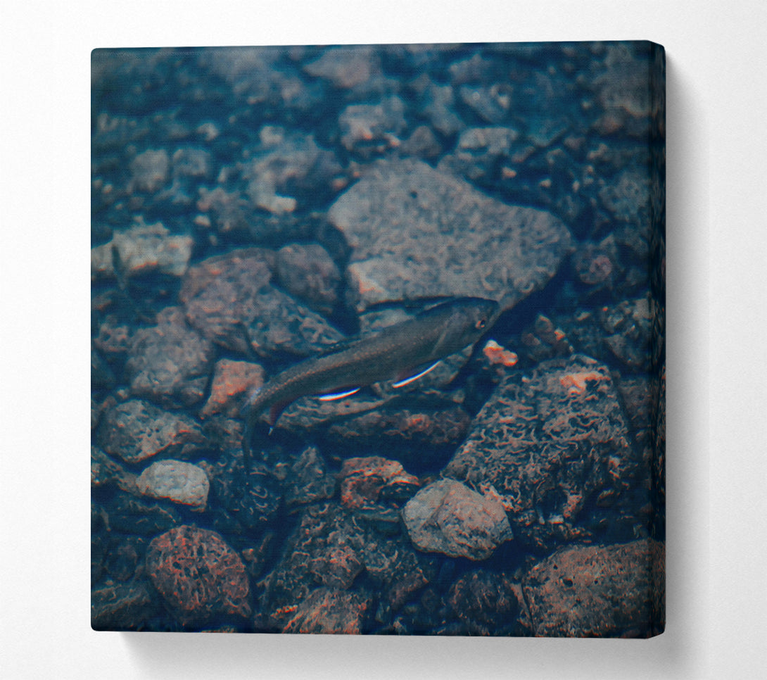  A Canvas Print of Blue River Fish Canvas Art