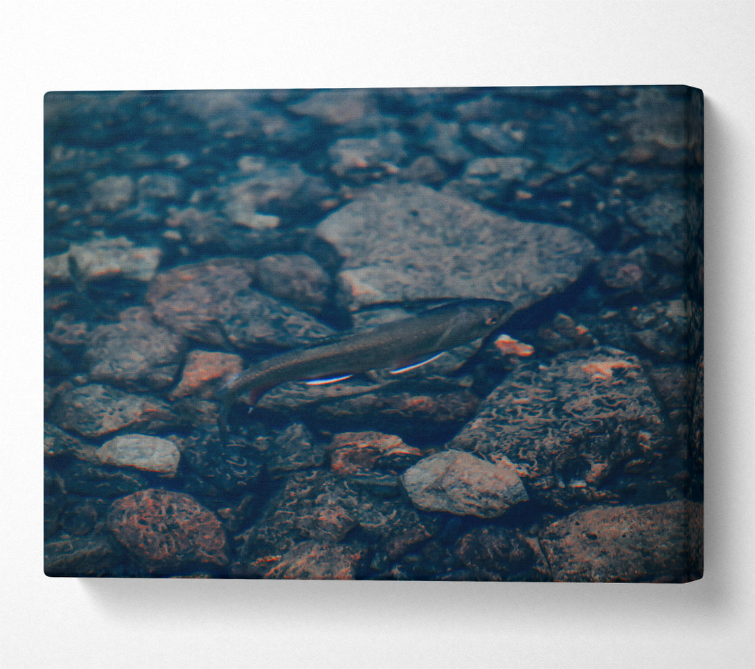  A Canvas Print of Blue River Fish Canvas Art