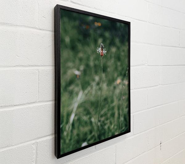 Green, White And Red Bloom