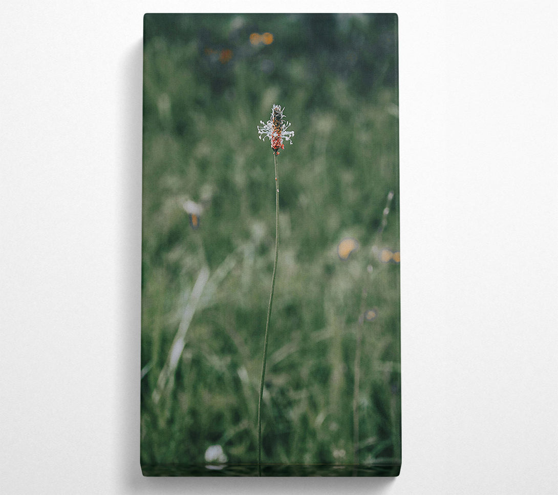  A Canvas Print of Green, White And Red Bloom Canvas Wall Art