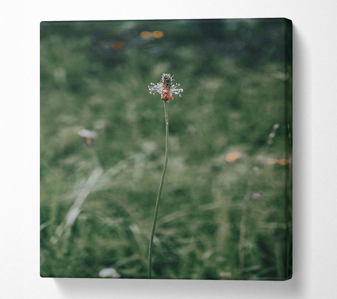  A Canvas Print of Green, White And Red Bloom Canvas Wall Art