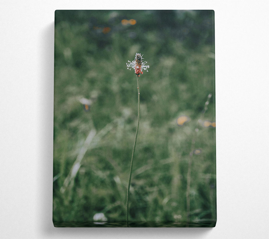  A Canvas Print of Green, White And Red Bloom Canvas Wall Art