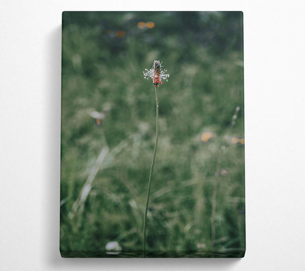  A Canvas Print of Green, White And Red Bloom Canvas Wall Art