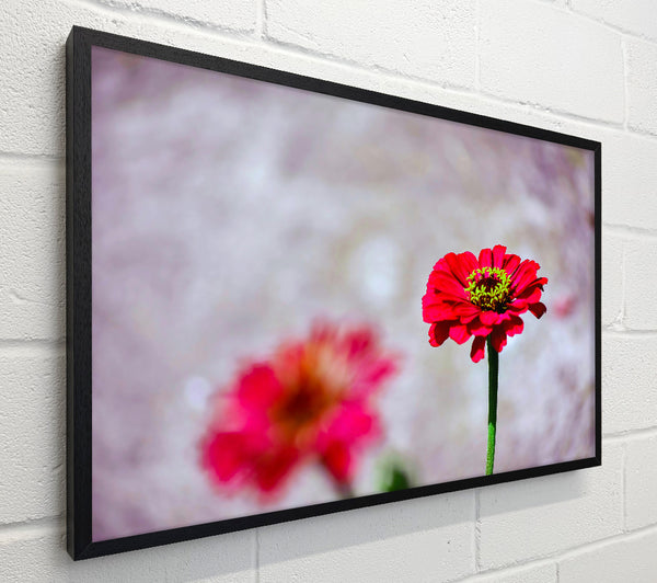 Crimson Bloom In Focus