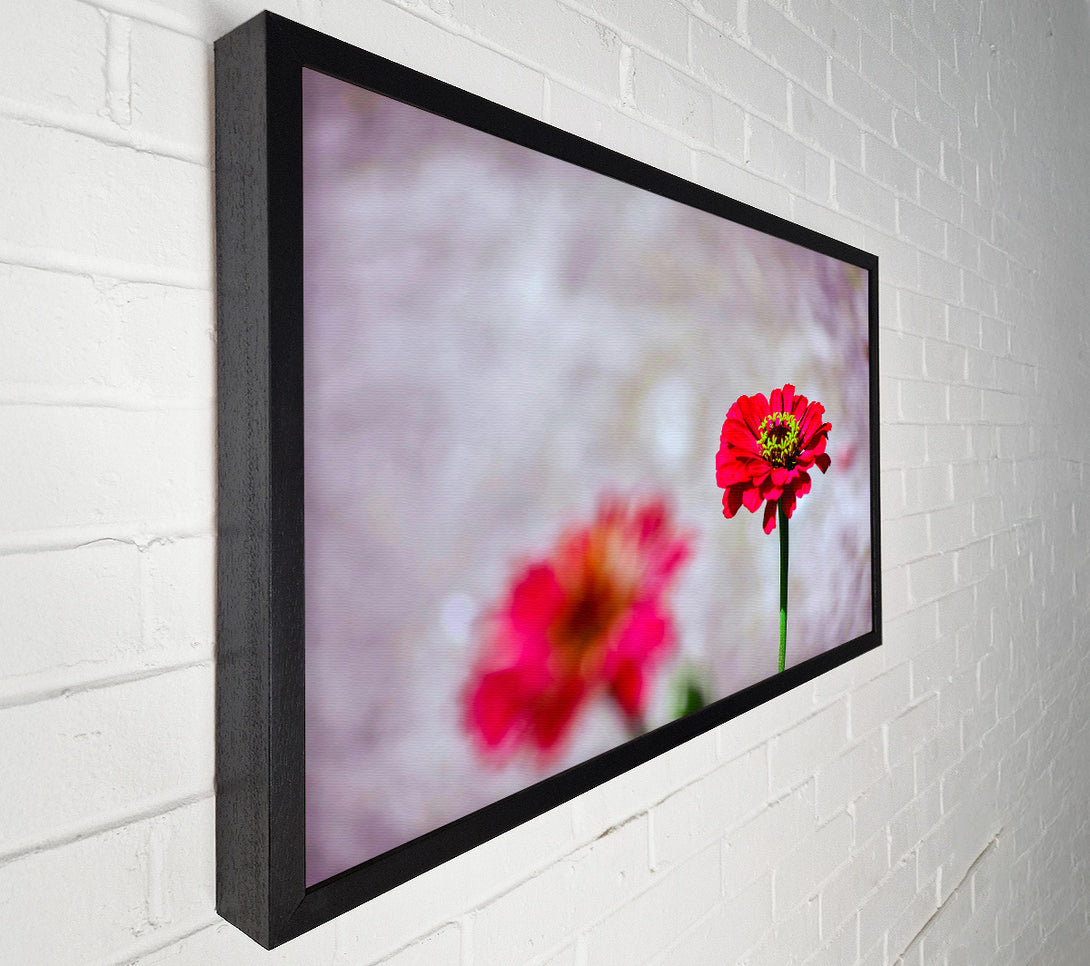  A Canvas Print of Crimson Bloom In Focus Canvas Art