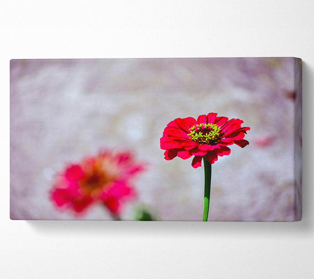  A Canvas Print of Crimson Bloom In Focus Canvas Art