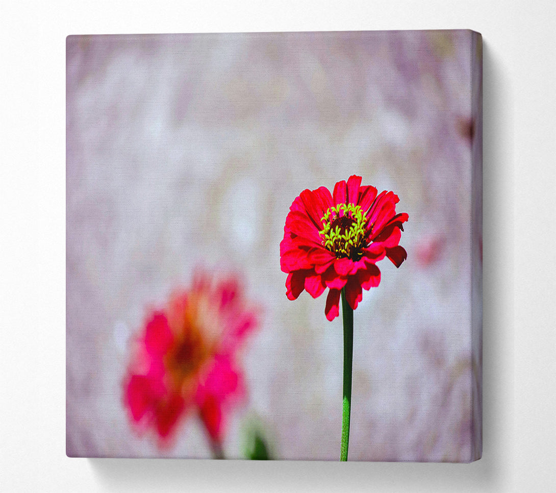  A Canvas Print of Crimson Bloom In Focus Canvas Art