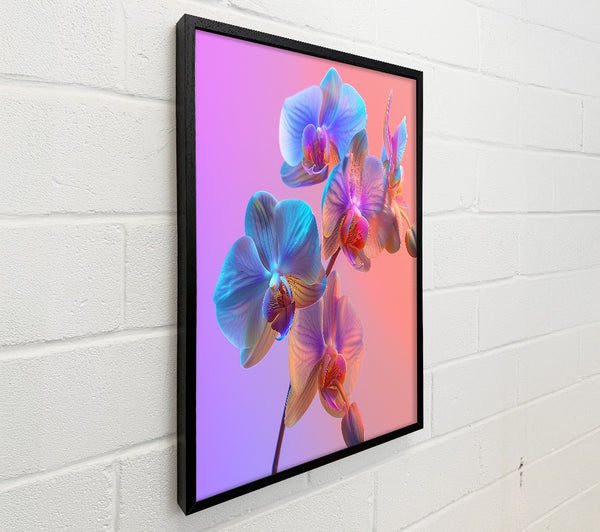 Orchid Blues And Purples