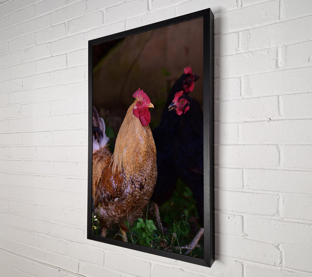  A Canvas Print of Golden Rooster In The Grass Canvas Print